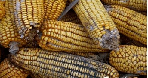 夏季飼料防霉與原料銷售策略 保障品質(zhì)，贏得市場